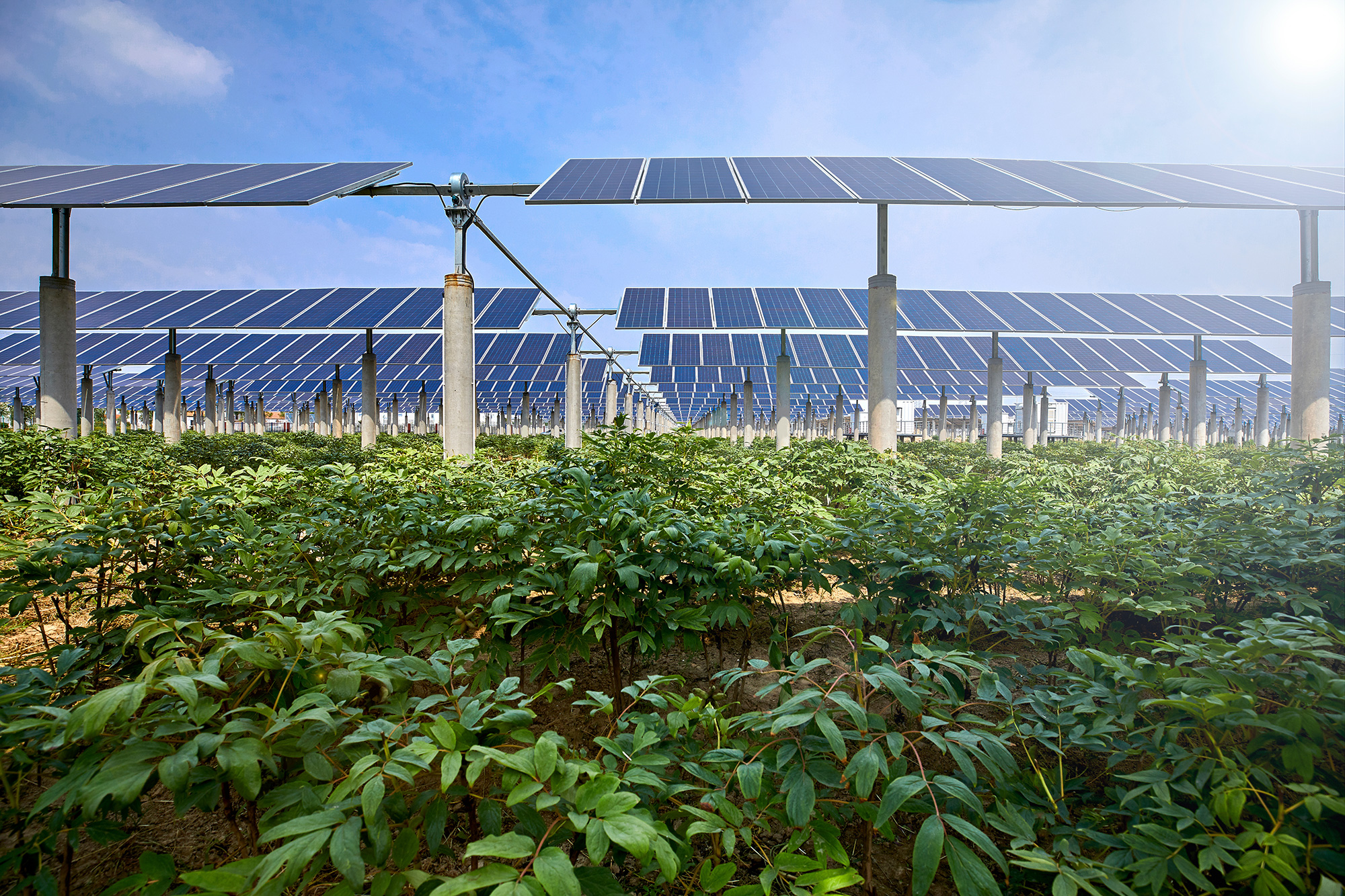 Agrivoltaics: Benefits of Solar Power and Agriculture